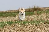 CORGI PEMBROKE 264